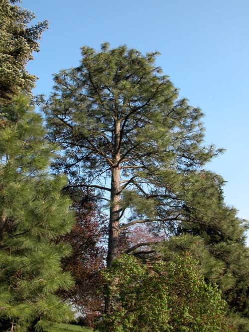 pinus ponderosa 06