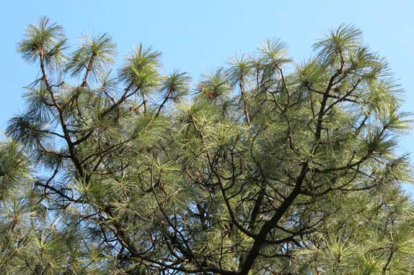 pinus ponderosa 07