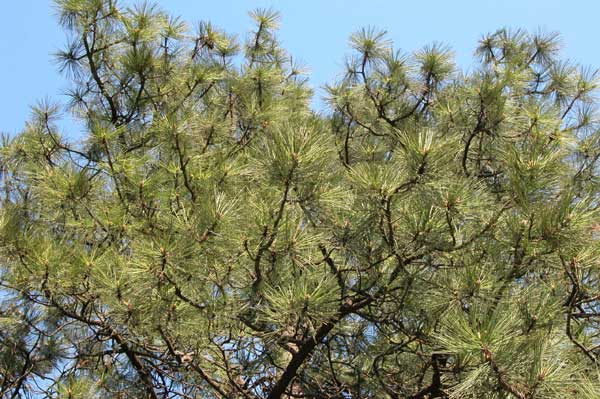 pinus ponderosa 08