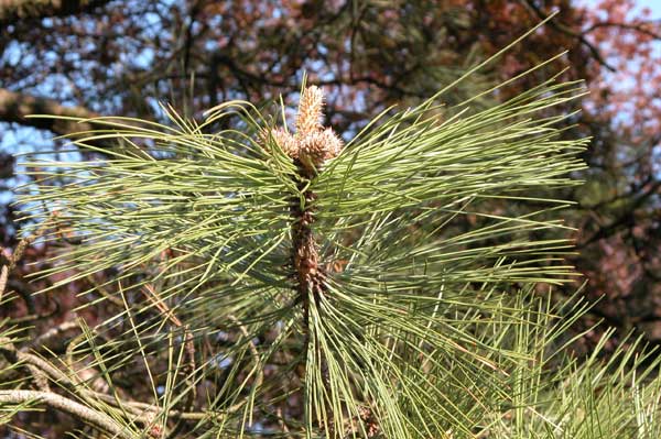 pinus ponderosa 09