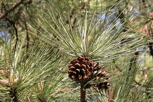 pinus ponderosa 10