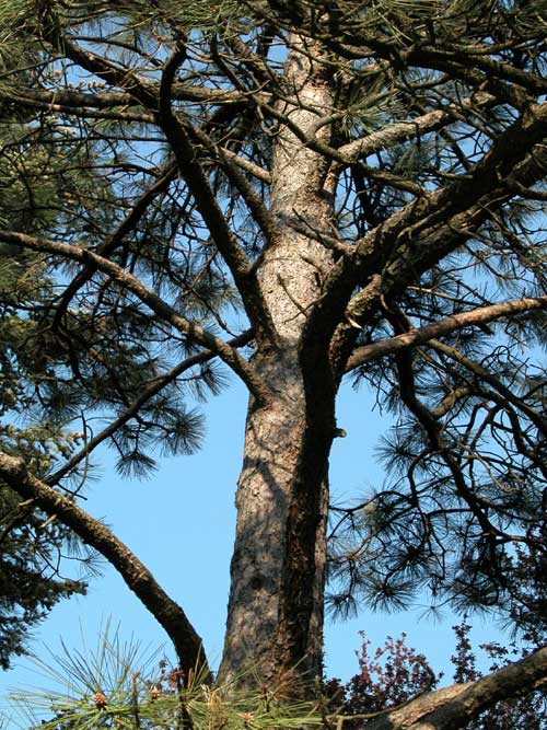 pinus ponderosa 11