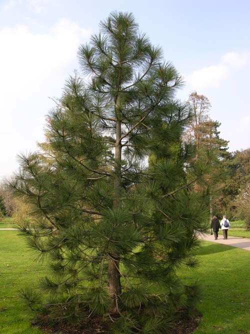 pinus ponderosa 12