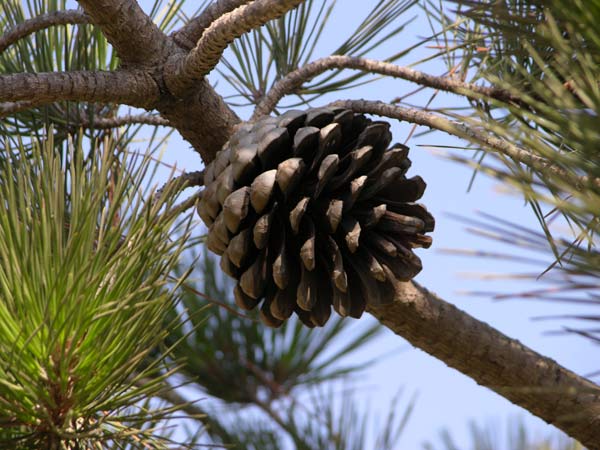 pinus radiata 01