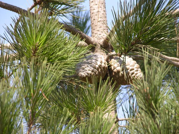 pinus radiata 02