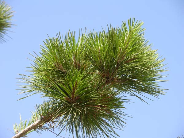 pinus radiata 03