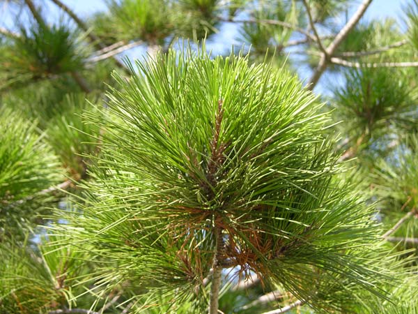 pinus radiata 04
