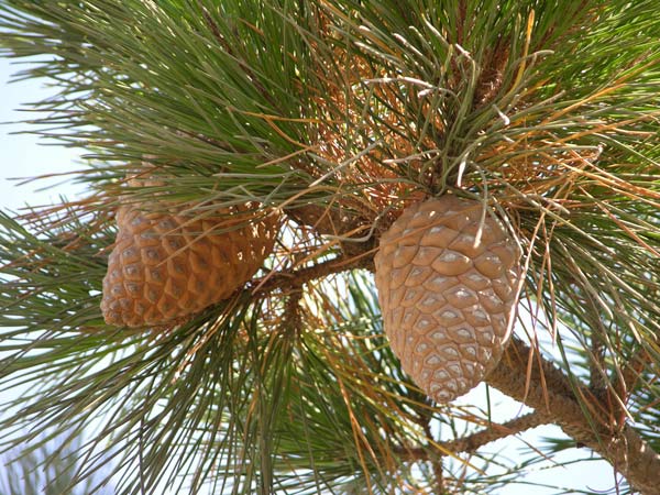 pinus radiata 06