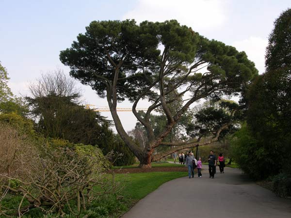 pinus sp 01
