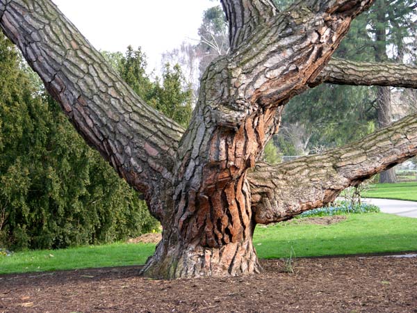 pinus sp 02