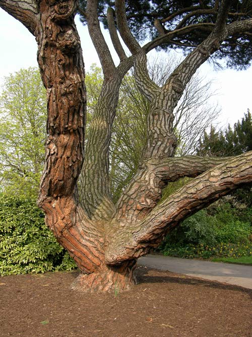 pinus sp 03