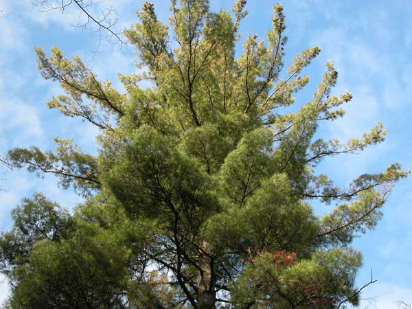 pinus strobus 01