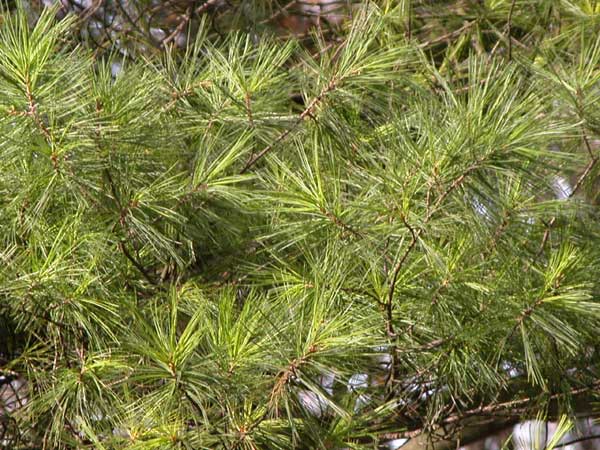 pinus strobus 02