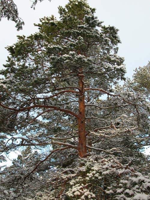 pinus sylvestris 01