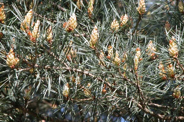 pinus sylvestris 03