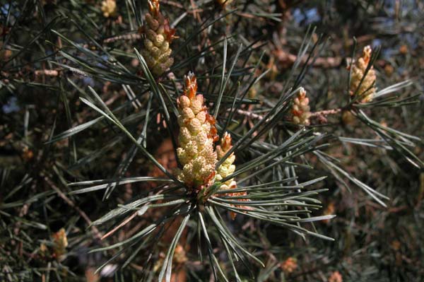 pinus sylvestris 04