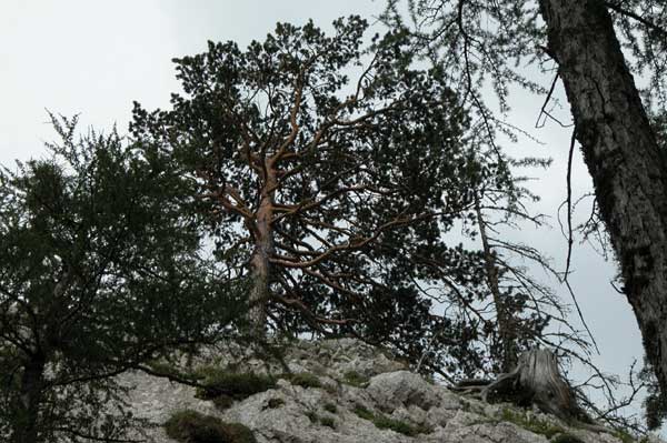 pinus sylvestris 05