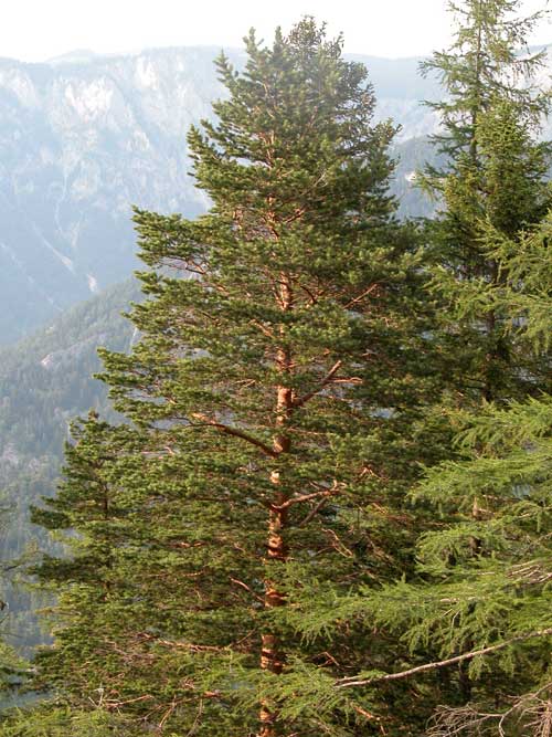 pinus sylvestris 06