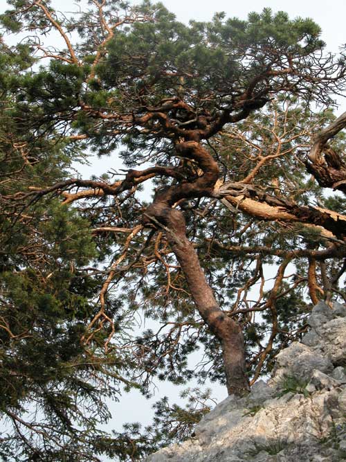 pinus sylvestris 08