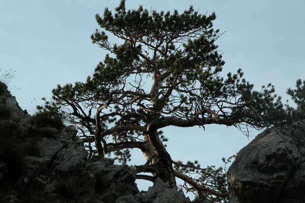pinus sylvestris 09