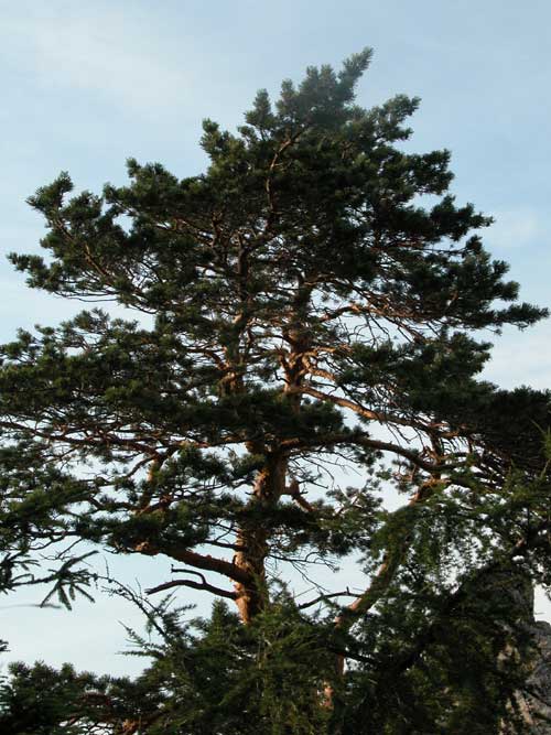 pinus sylvestris 10