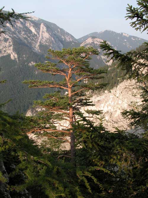 pinus sylvestris 11