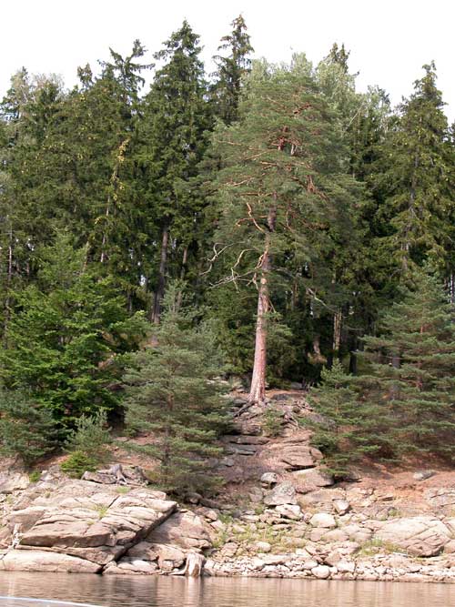 pinus sylvestris 12