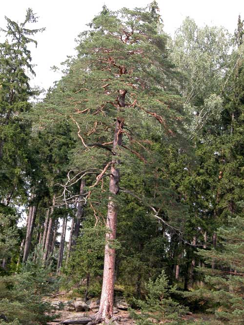 pinus sylvestris 13