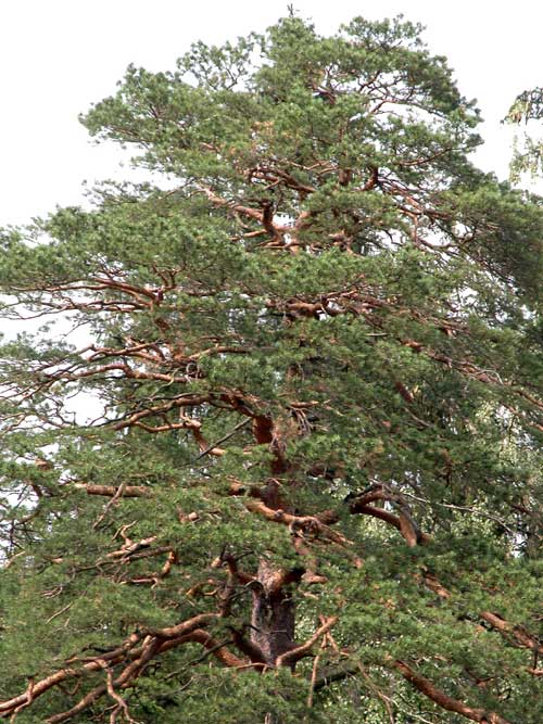 pinus sylvestris 14