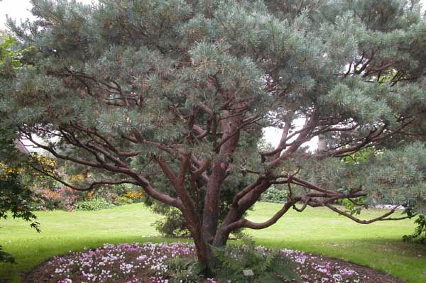 pinus sylvestris 15