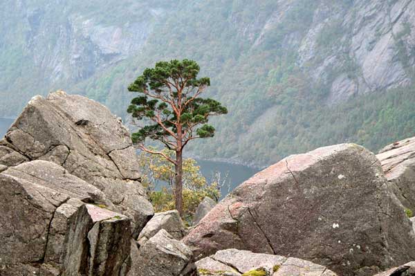 pinus sylvestris 17