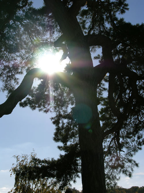 pinus sylvestris 18