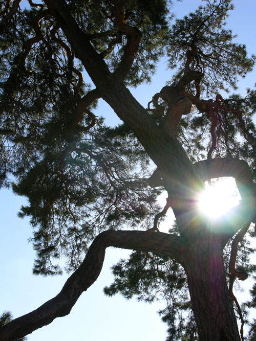 pinus sylvestris 19