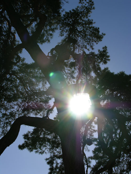 pinus sylvestris 20
