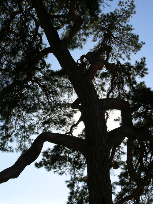 pinus sylvestris 21