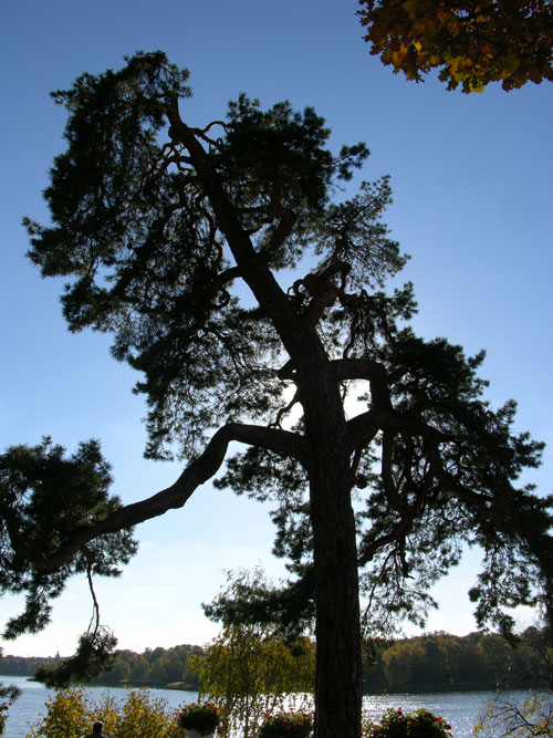 pinus sylvestris 22