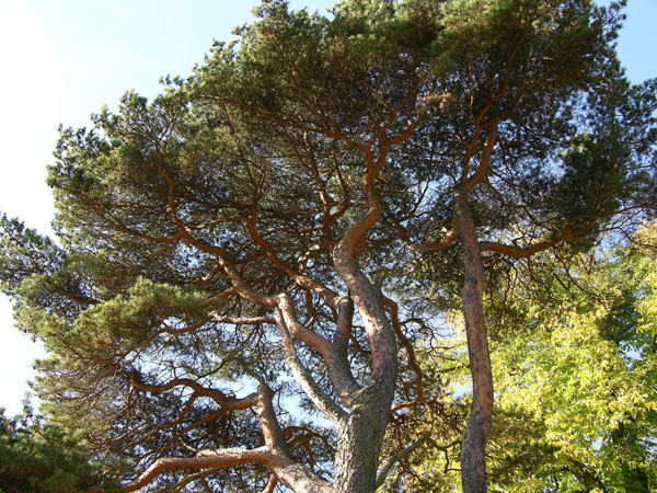 pinus sylvestris 23