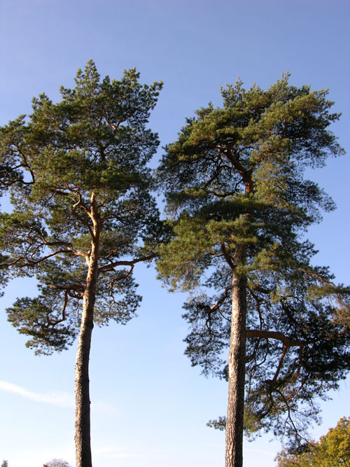pinus sylvestris 24