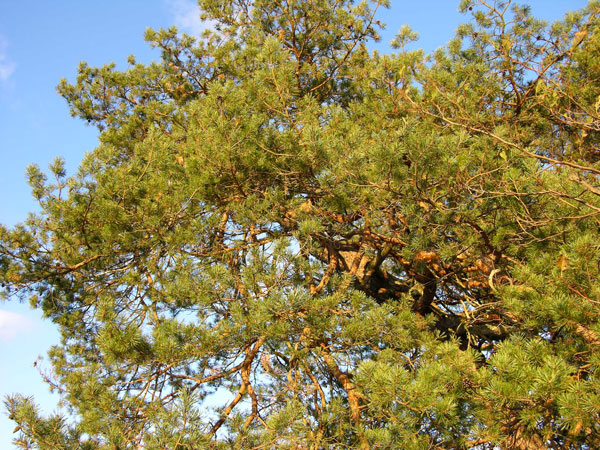 pinus sylvestris 25