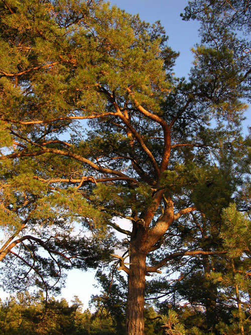 pinus sylvestris 26