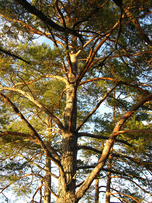 pinus sylvestris 29