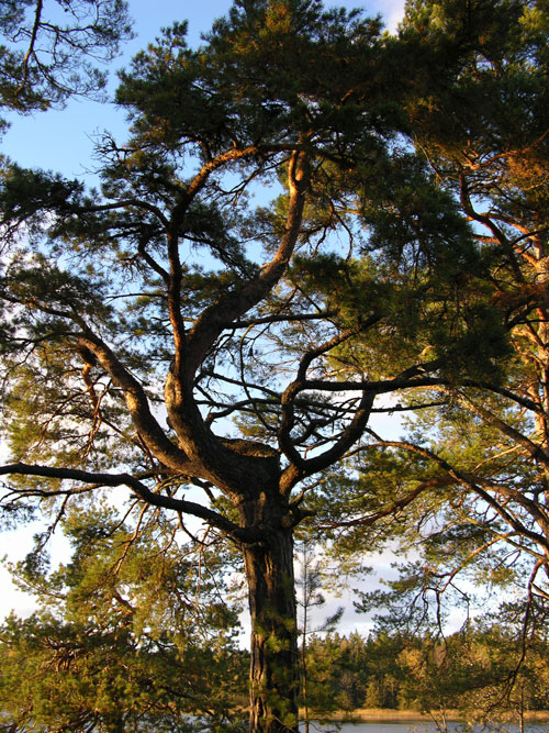 pinus sylvestris 30