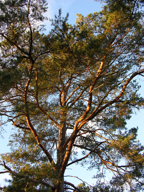 pinus sylvestris 32