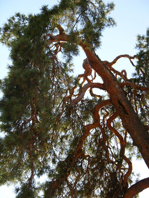 pinus sylvestris 33