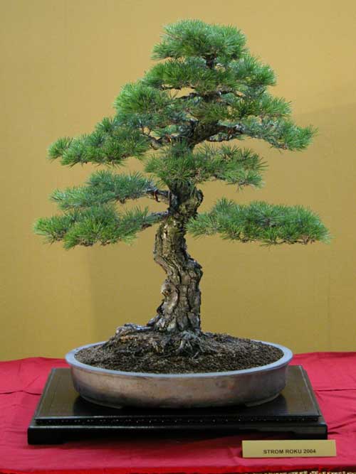 pinus thunbergii 01