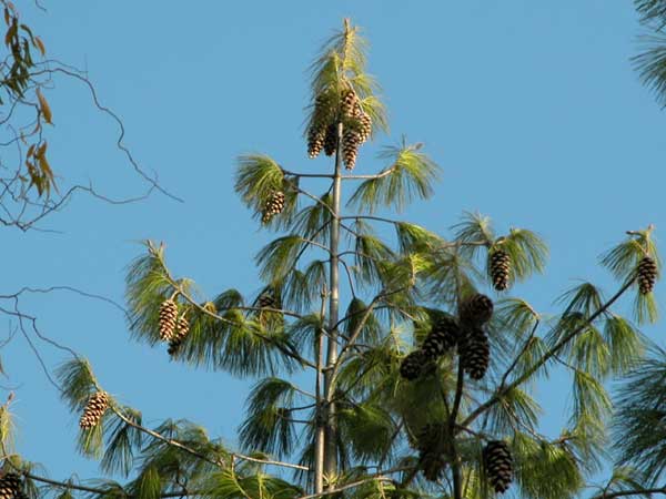 pinus wallichiana 01
