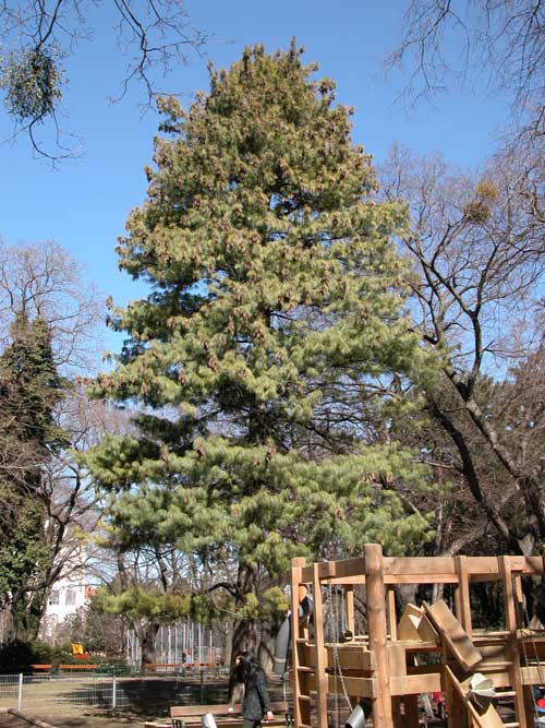 pinus wallichiana 02