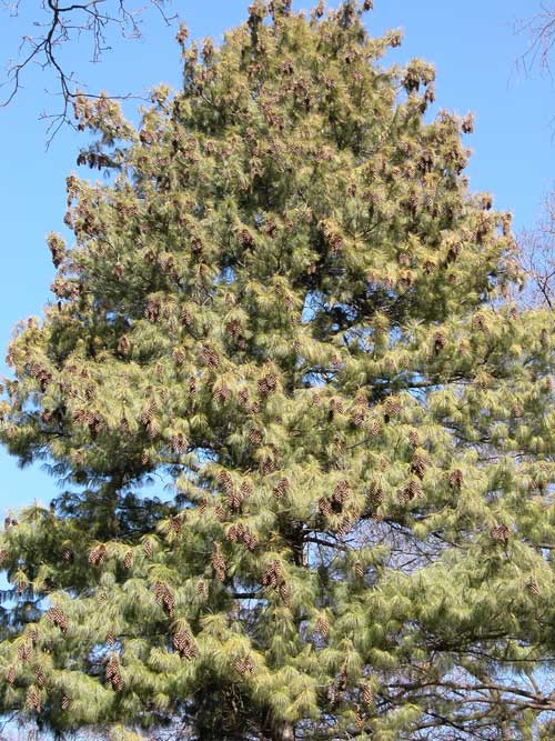 pinus wallichiana 04