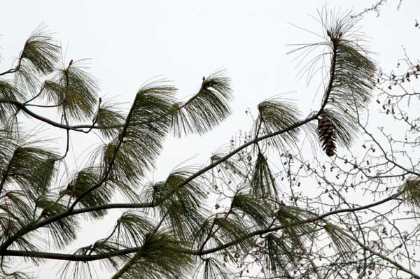 pinus wallichiana 05
