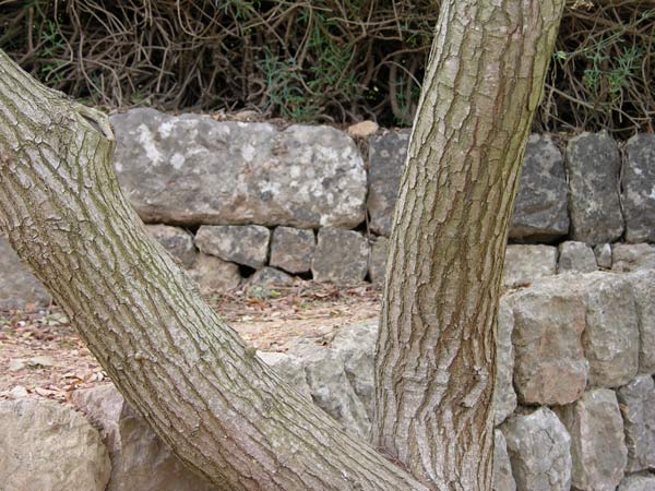 pistacia atlantica 01